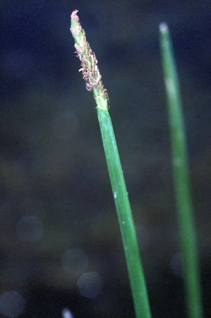 Фото Eleocharis quadrangulata (Eleocharis quadrangulatas)