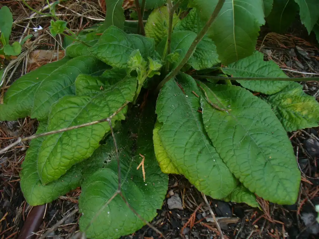 Photo of Elephantopus tomentosus (Elephantopus tomentosuss)