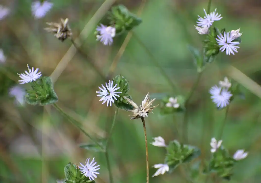 Photo of Elephantopus tomentosus (Elephantopus tomentosuss)