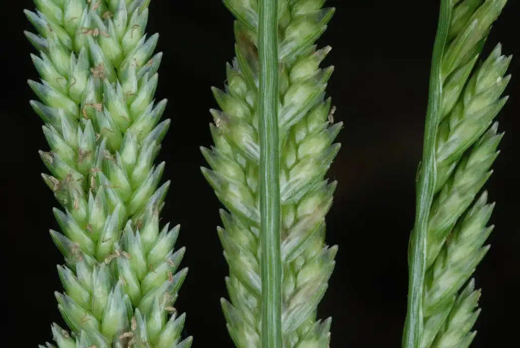 Photo of Eleusine indica (Eleusine indicas)