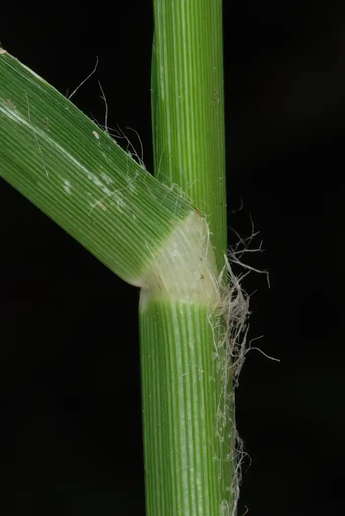 Photo of Eleusine indica (Eleusine indicas)