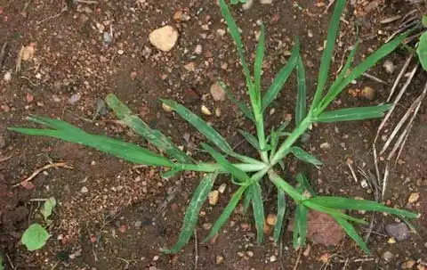 Photo of Eleusine indica - Habit:J. Neal
