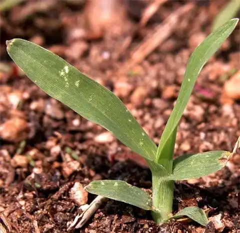 Photo of Eleusine indica - Seedling:J. Neal