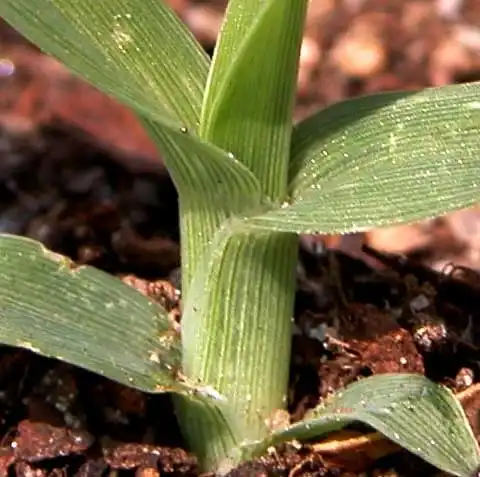Photo of Eleusine indica - Sheath:J. Neal