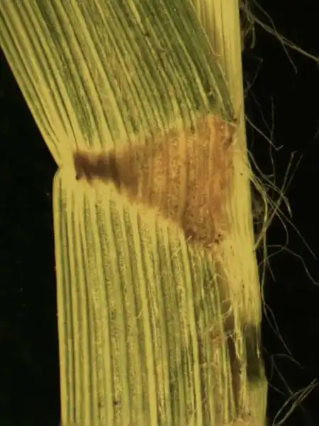 Photo of Eleusine indica - Collar:Alexander Krings