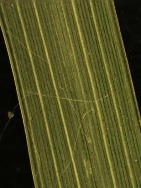 Photo of Eleusine indica - Leaf:Alexander Krings