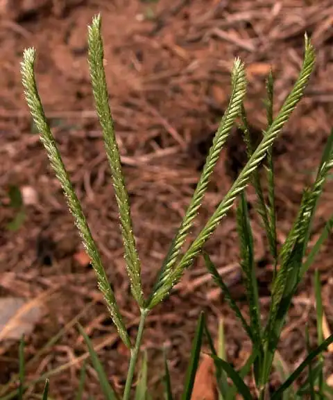 Photo of Eleusine indica - Inflorescence:J. Neal