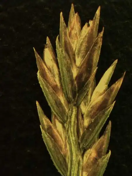Photo of Eleusine indica - Spikelets:Alexander Krings