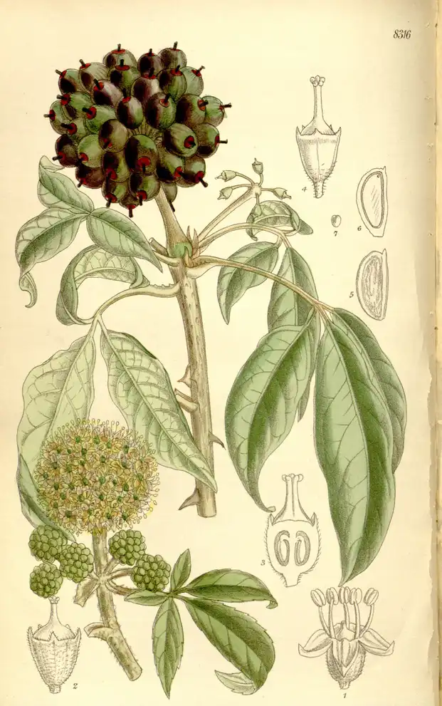 Foto de Eleutherococcus henryi (Eleutherococcus henryis)