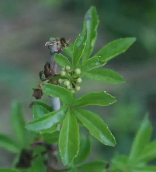 Фото Eleutherococcus sieboldianus - leaves:Doronenko
