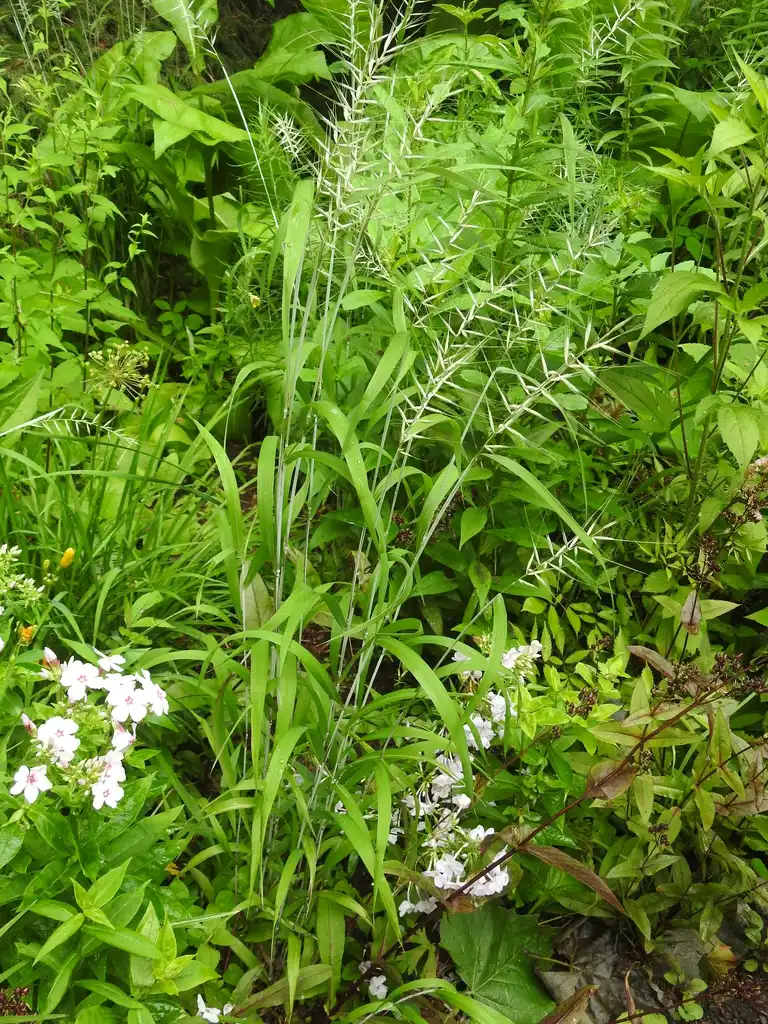 Фото Elymus hystrix (Elymus hystrixs)