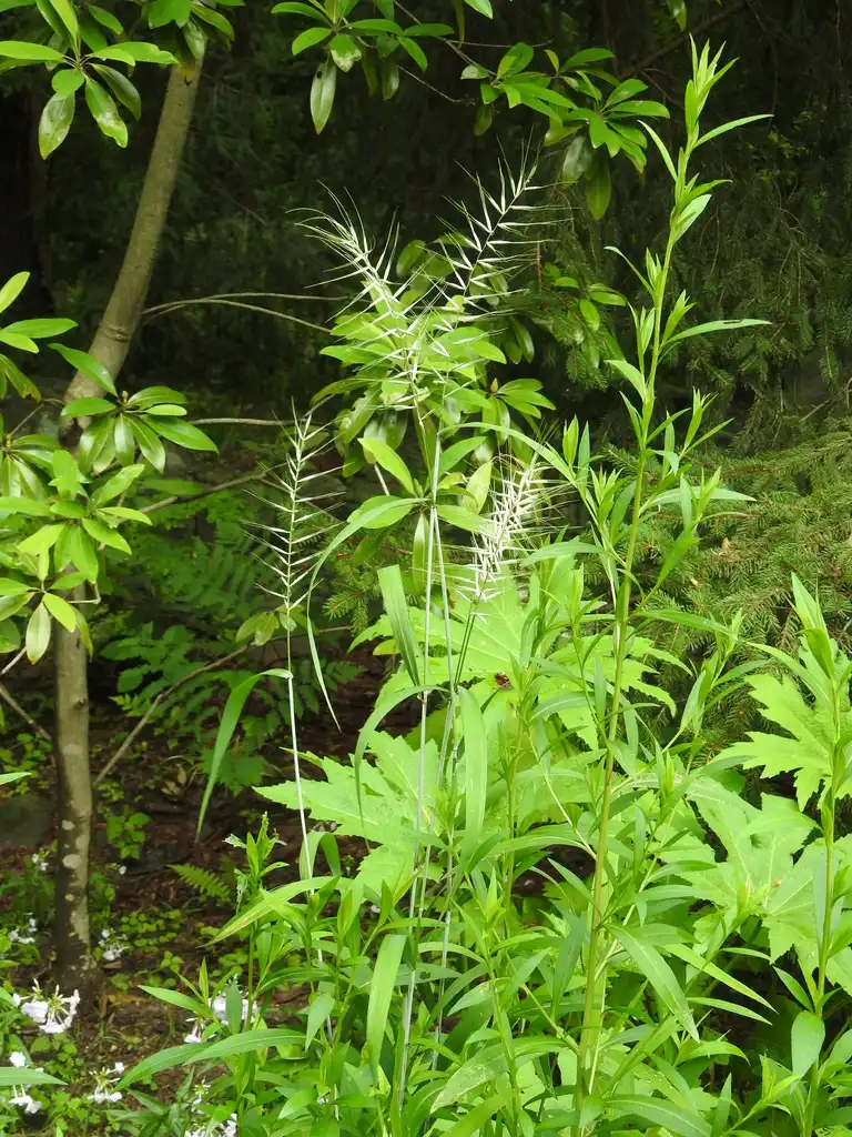 Фото Elymus hystrix (Elymus hystrixs)