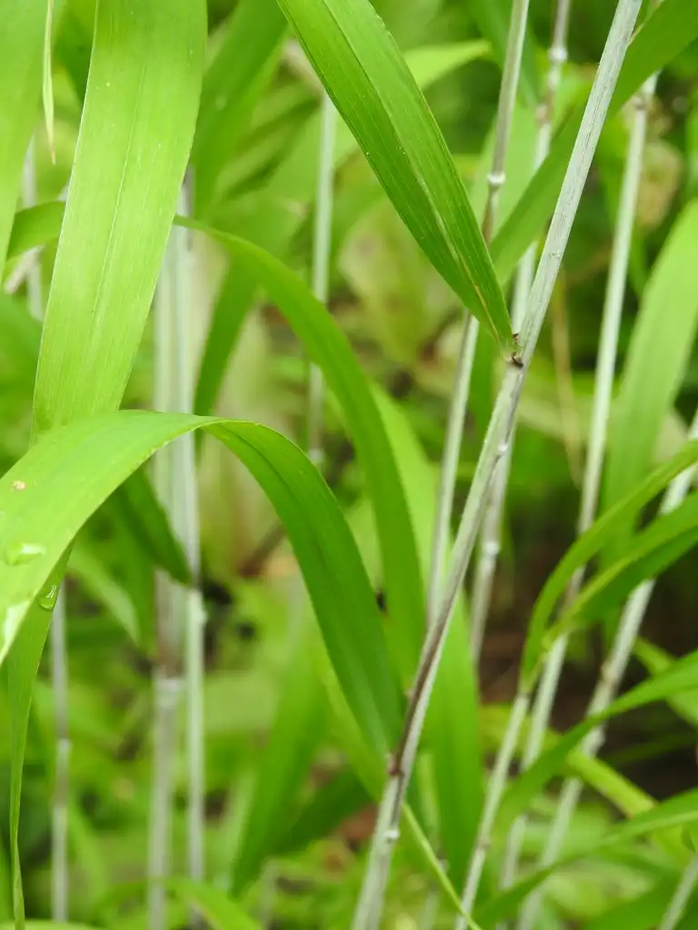 Фото Elymus hystrix - Elymus hystrix leaves:Kathleen Moore