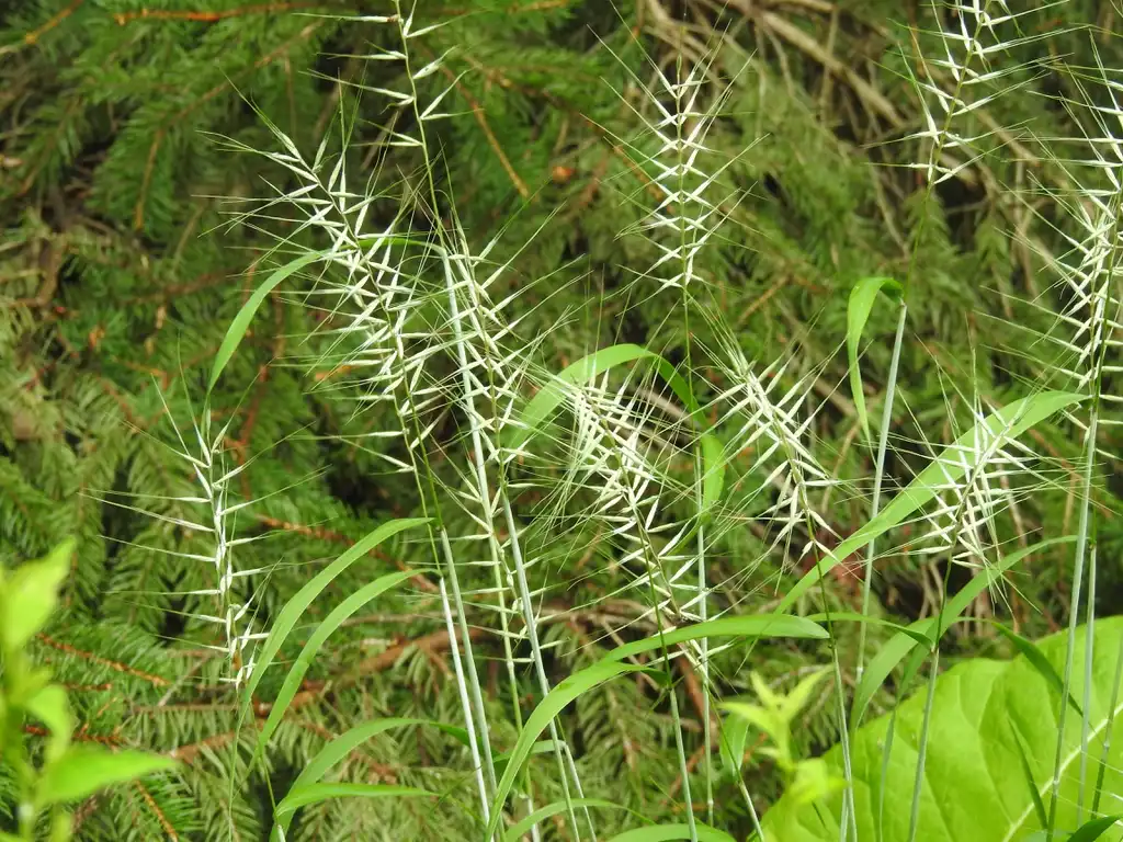 Фото Elymus hystrix - Elymus hystrix seed heads:Kathleen Moore