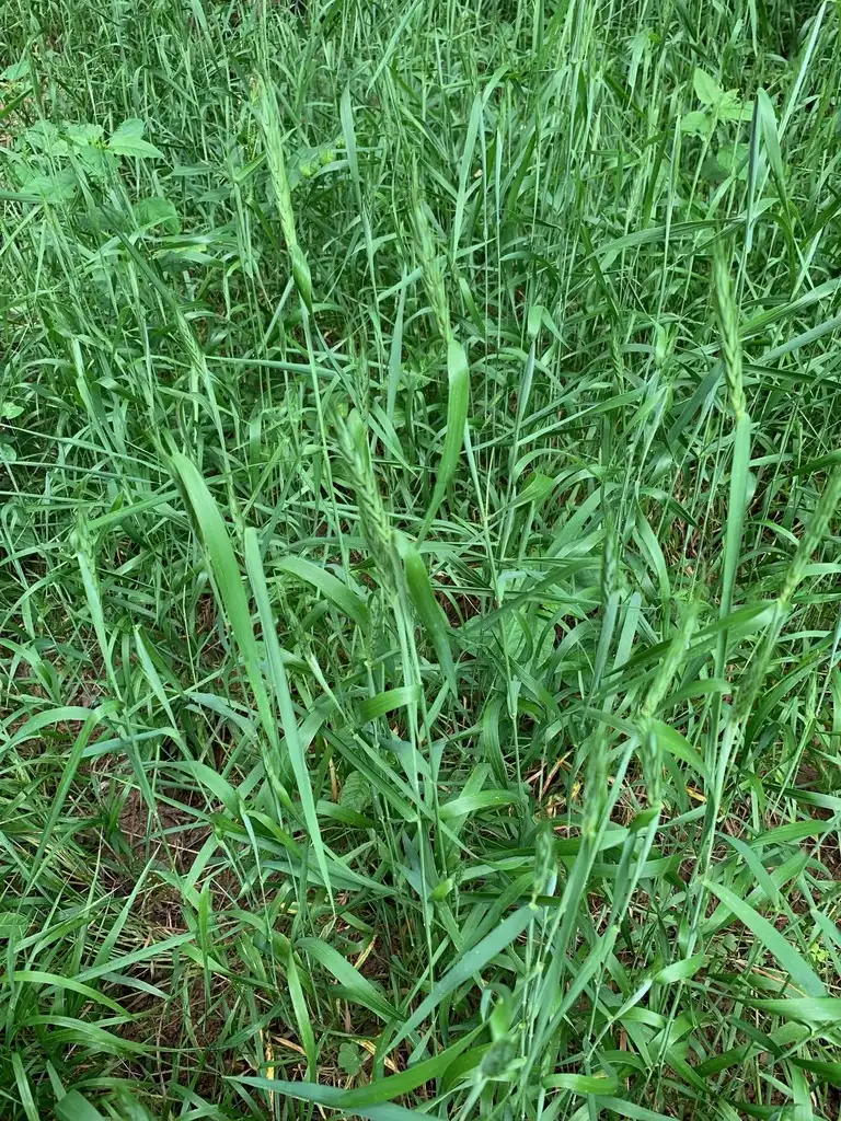 Фото Elymus virginicus (Elymus virginicuss)