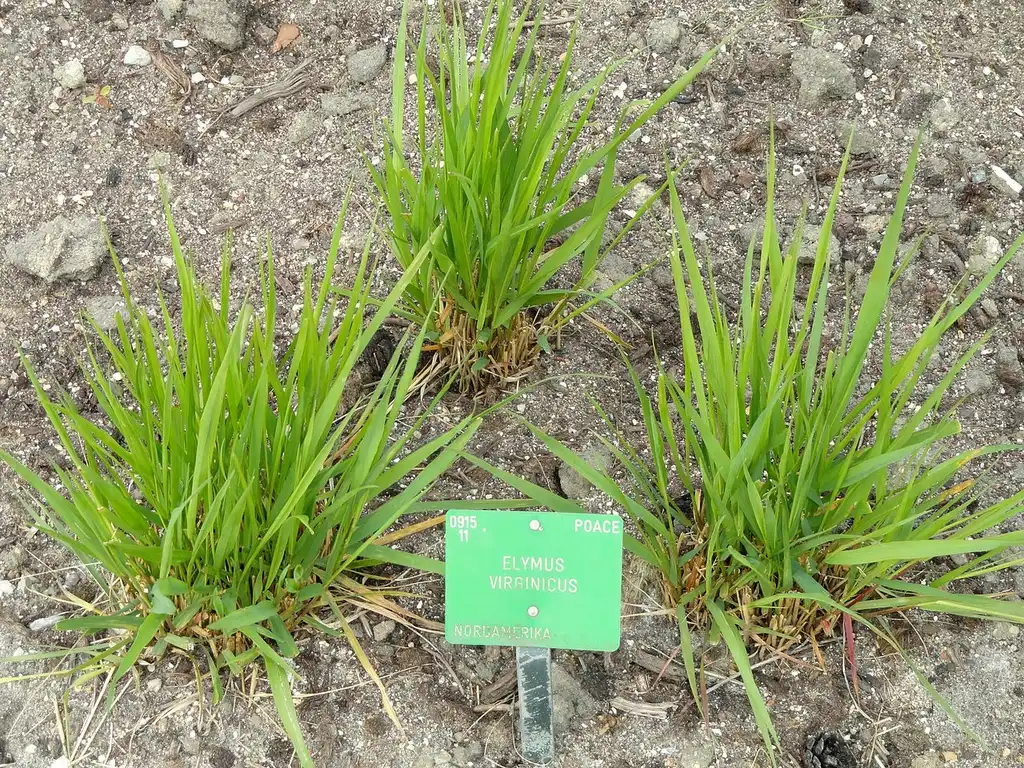 Фото Elymus virginicus (Elymus virginicuss)