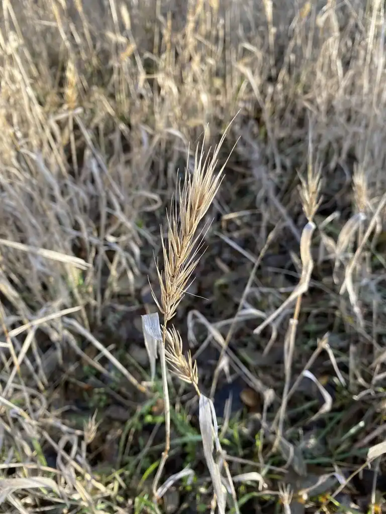 Фото Elymus virginicus - Fall form:cboatright