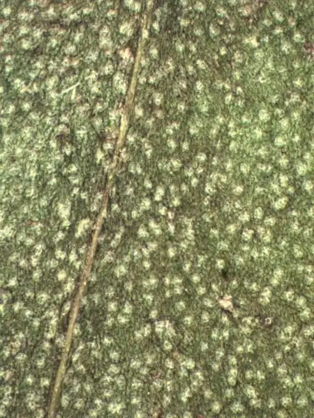 Фото Emilia - Emilia coccinea leaf:Alexander Krings