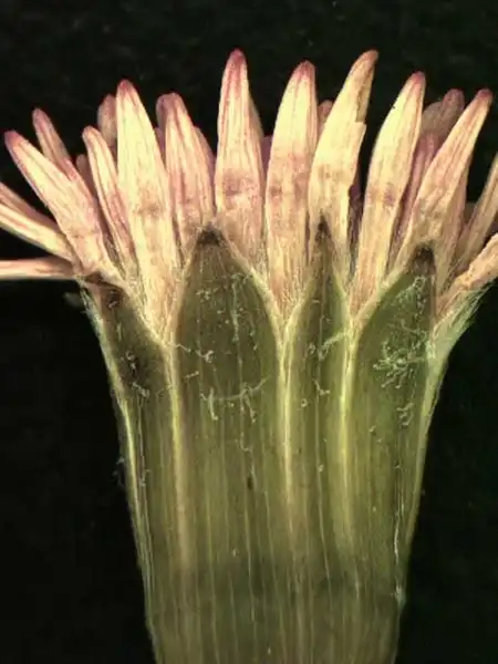 Фото Emilia - Emilia coccinea flower head:Alexander Krings