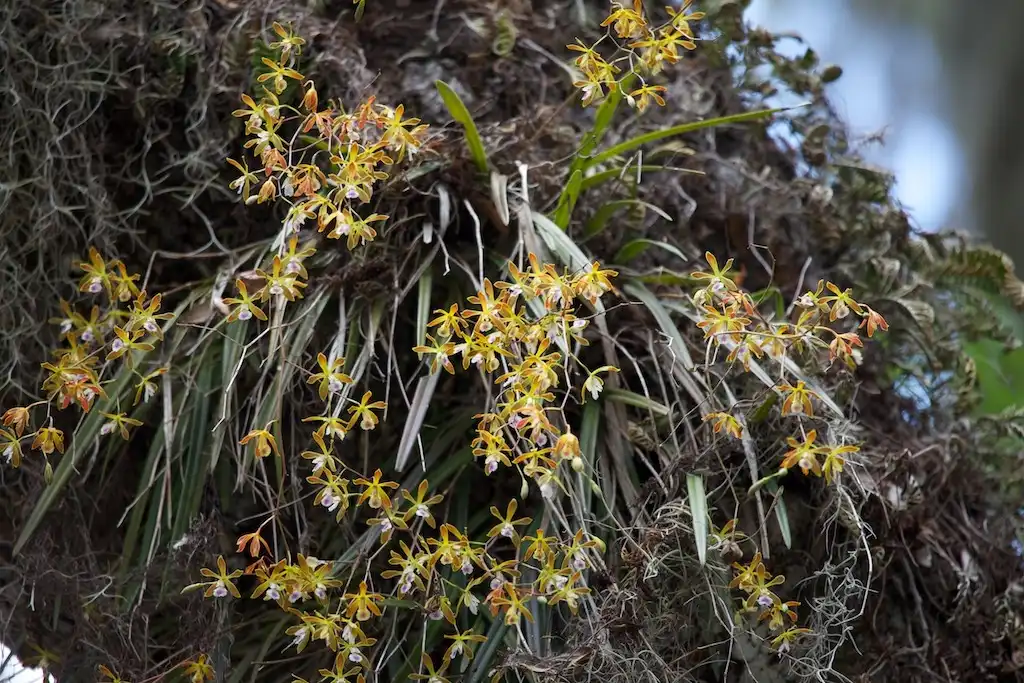 Foto de Encyclia tampensis (Encyclia tampensiss)