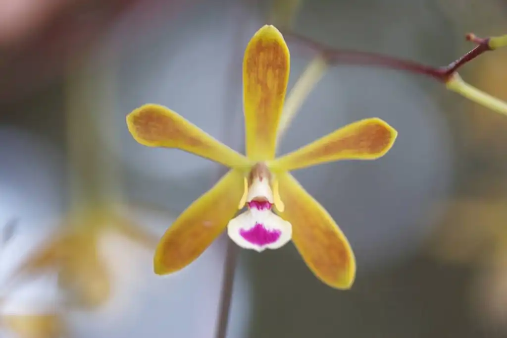 Foto de Encyclia tampensis (Encyclia tampensiss)