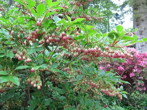 Foto de Enkianthus campanulatus (Enkianthus campanulatuss)