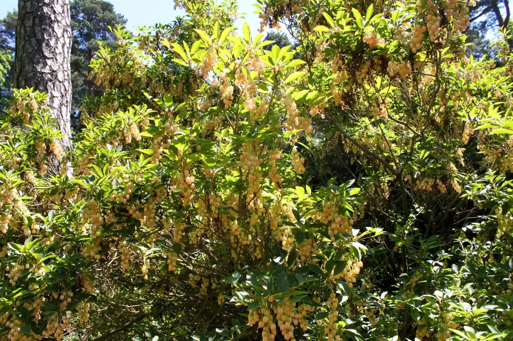 Foto de Enkianthus campanulatus (Enkianthus campanulatuss)