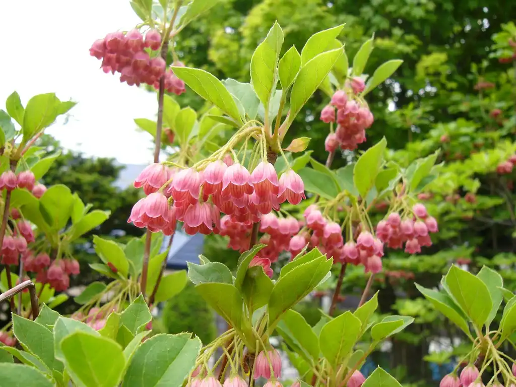 Foto de Enkianthus campanulatus - leaves and flowers:GFDL