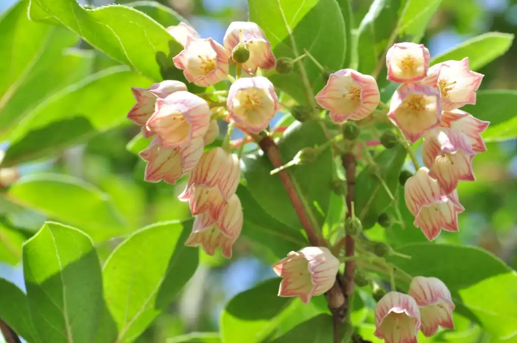 Foto de Enkianthus campanulatus - leaves and flowers:Joe Mabel