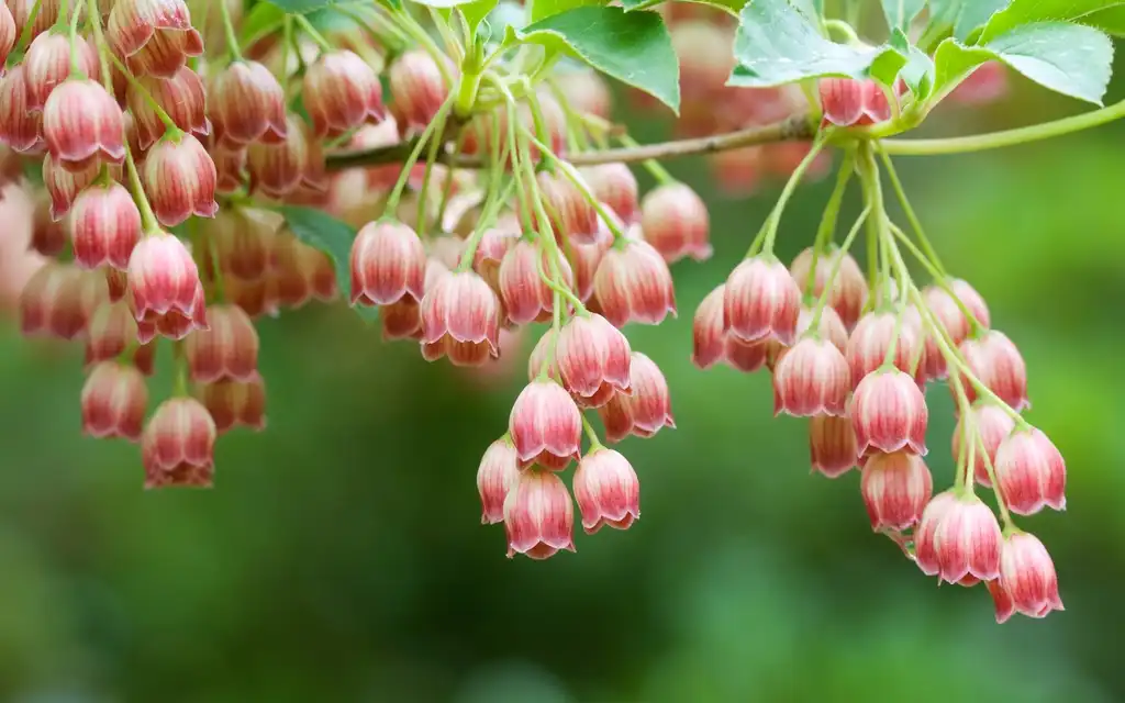 Foto de Enkianthus campanulatus - leaves and flowers:মুহাম্মদ হাবিবুল্লাহ
