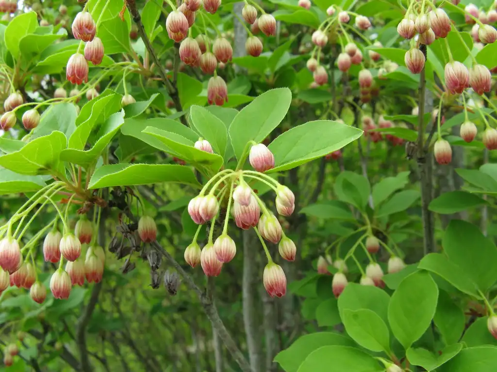 Foto de Enkianthus campanulatus - leaves and flowers:KENPEI