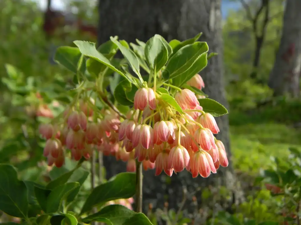 Foto de Enkianthus campanulatus - ‘Jan Iseli Pink’ Flowers (Buncombe County, NC):Randy Harter