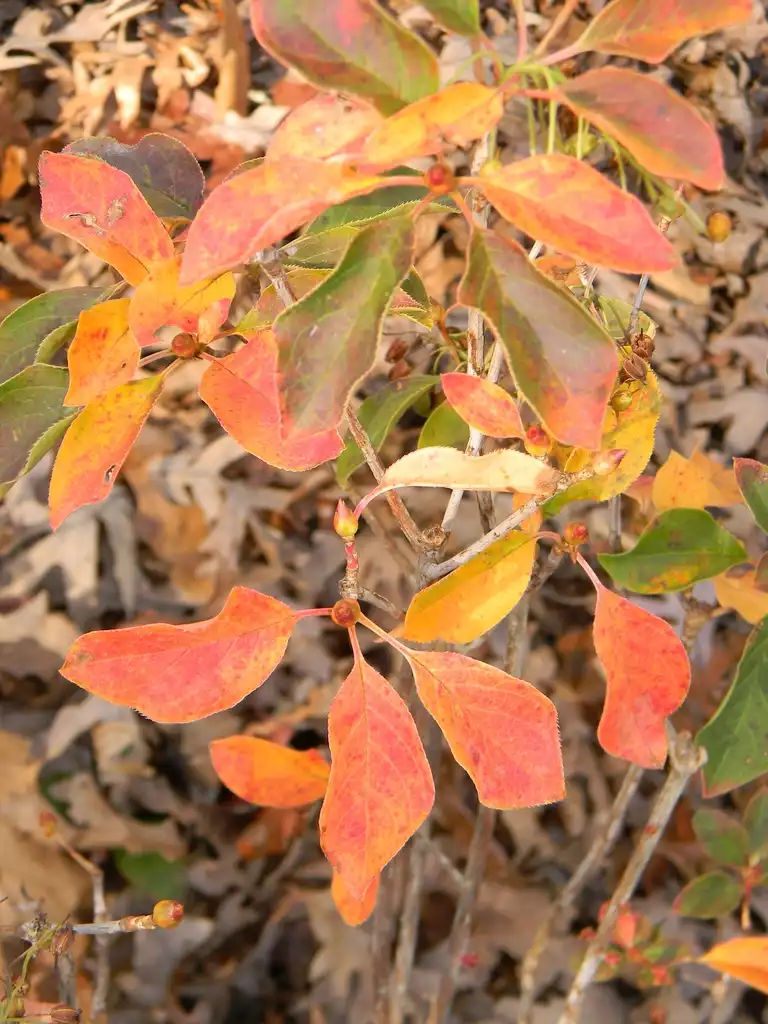Foto de Enkianthus campanulatus - ‘Jan Iseli Pink’ Leaves (Buncombe County, NC)-Fall:Randy Harter