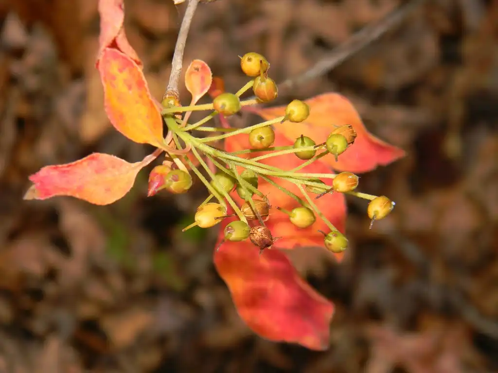 Foto de Enkianthus campanulatus - ‘Jan Iseli Pink’ Flower buds (Buncombe County, NC)-Fall:Randy Harter