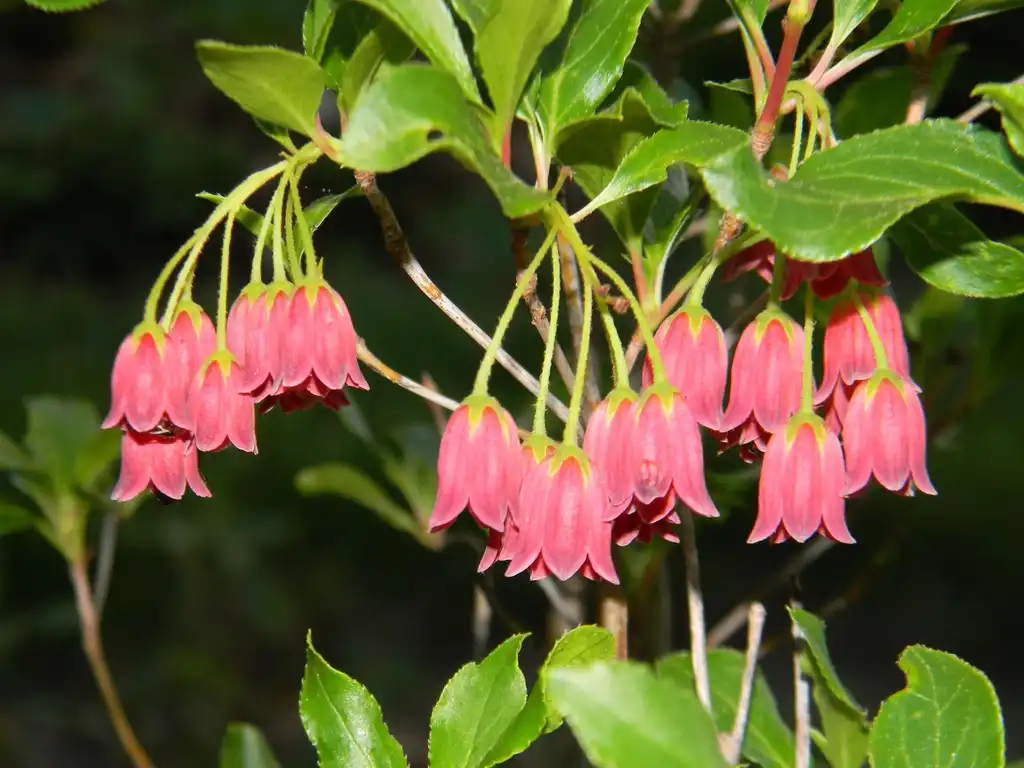 Foto de Enkianthus campanulatus - 'Showy Lantern' Flower and leaves (Buncombe County, NC):Randy Harter