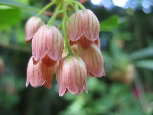 Foto de Enkianthus campanulatus - Flower detail, characteristic of all plants in the Ericaceae family.:Esther Westerveld