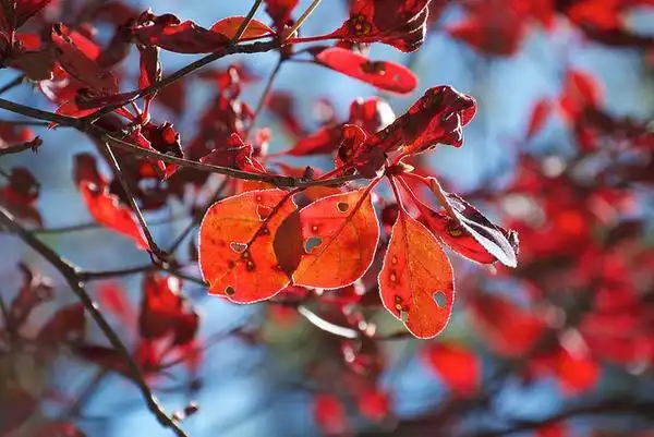 Foto de Enkianthus campanulatus - Fall color:Koicha Oda