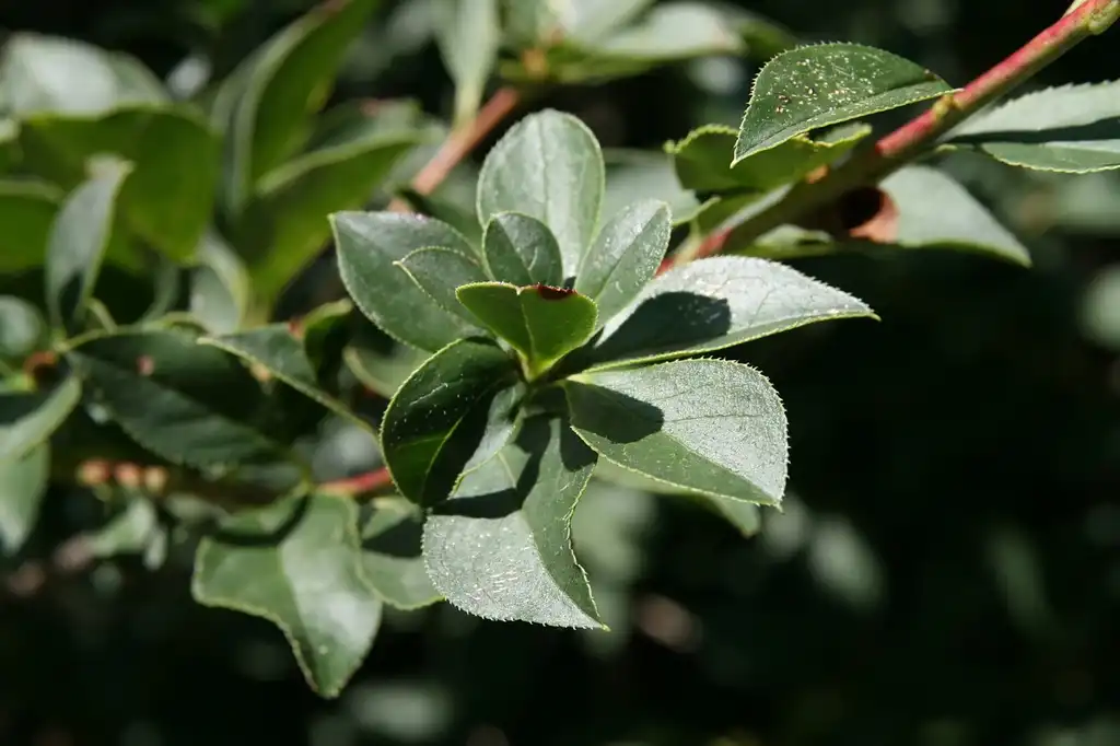 Foto de Enkianthus campanulatus - leaves:David J. Stang