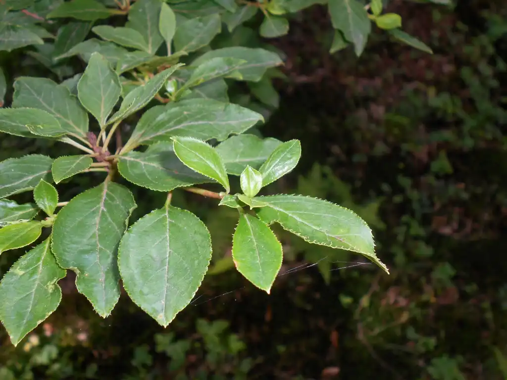 Foto de Enkianthus campanulatus - leaves:Salicyna