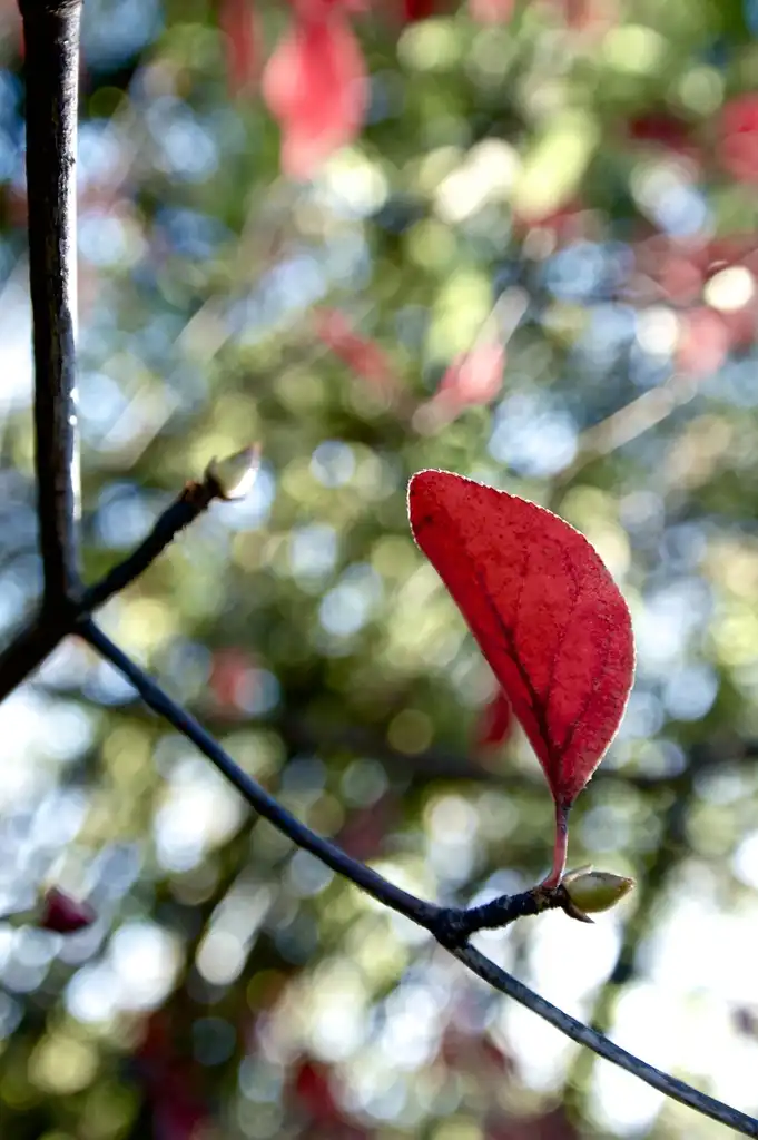 Foto de Enkianthus campanulatus - leaves:Koichi Oda