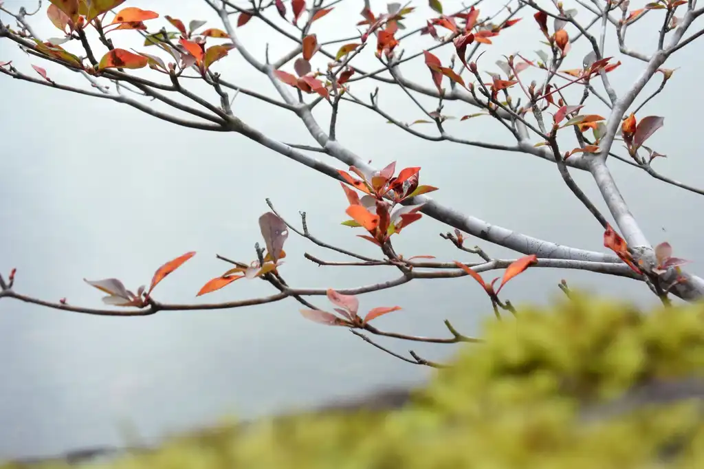 Foto de Enkianthus campanulatus - leaves:Koichi Oda 2