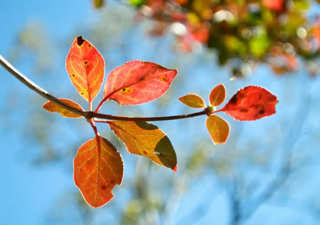 Foto de Enkianthus campanulatus - leaves:Koichi Oda