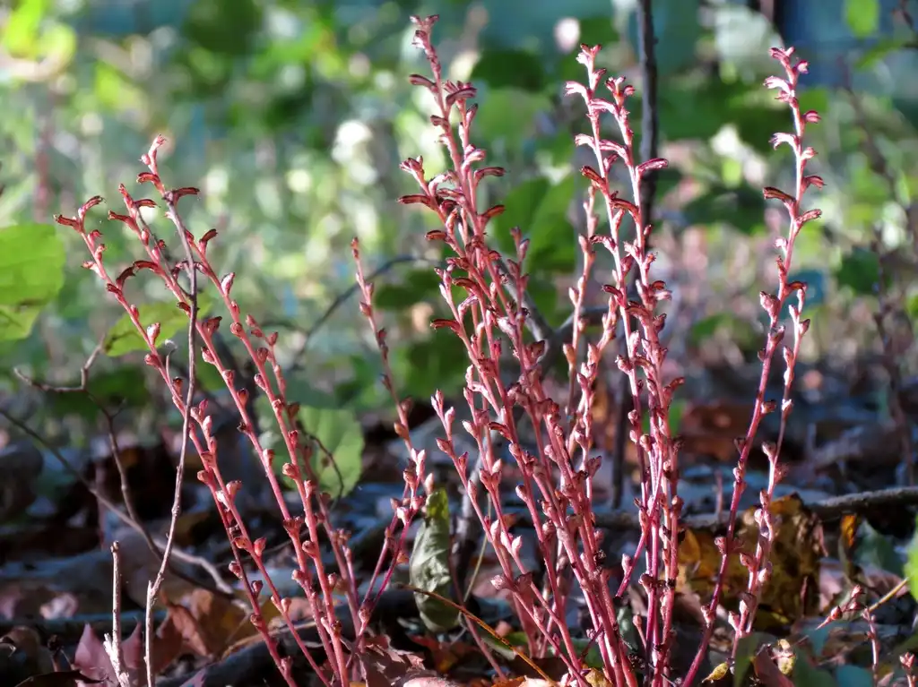 Foto de Epifagus virginiana (Epifagus virginianas)