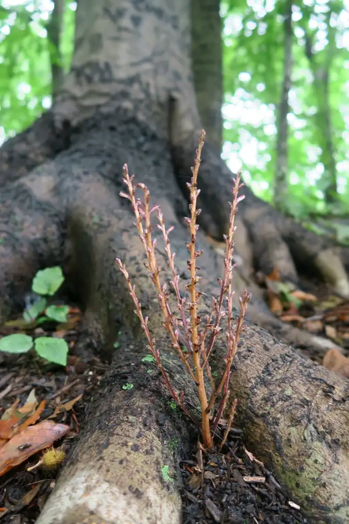 Foto de Epifagus virginiana (Epifagus virginianas)