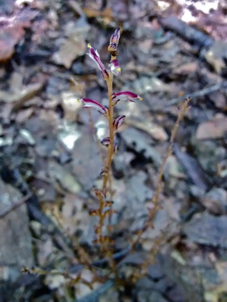 Foto de Epifagus virginiana - Erect stems with flowers:Fritzflohrreynolds
