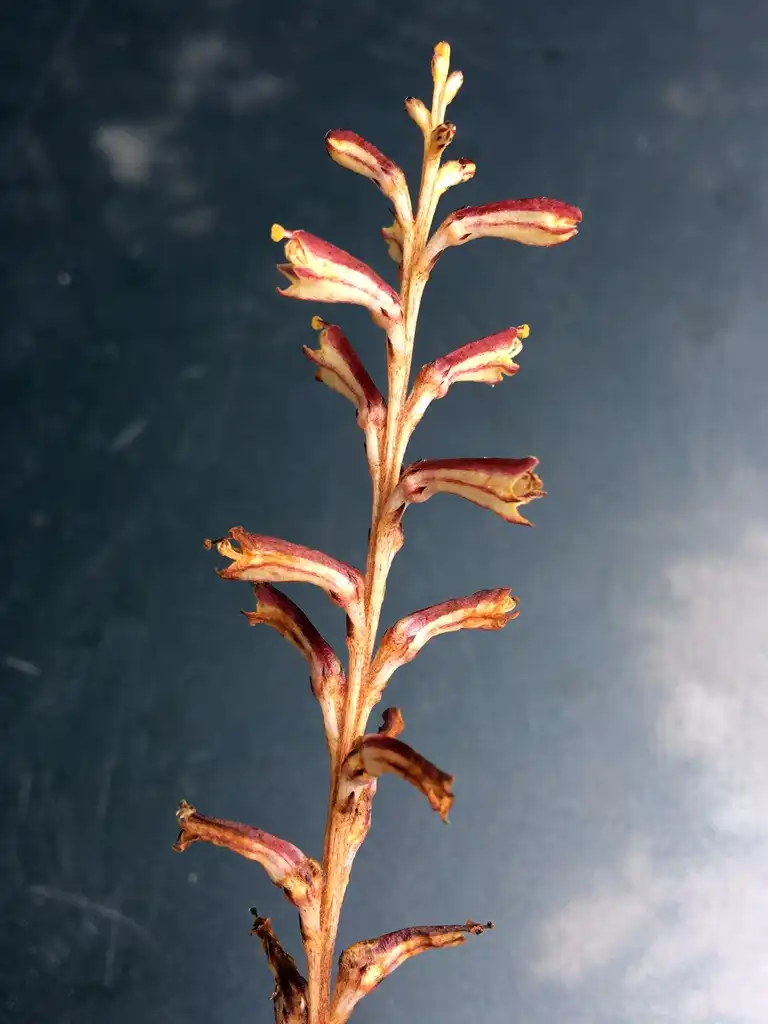Foto de Epifagus virginiana - Flowers:Plant Image Library