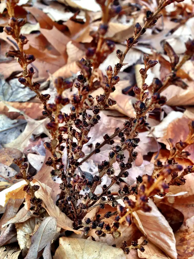 Foto de Epifagus virginiana - Late fall:Kristine Paulus