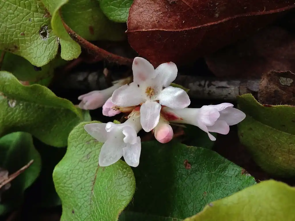 Photo of Epigaea repens (Epigaea repenss)