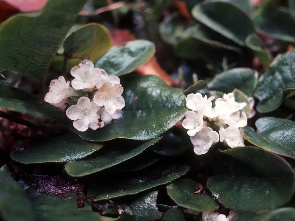 Photo of Epigaea repens (Epigaea repenss)