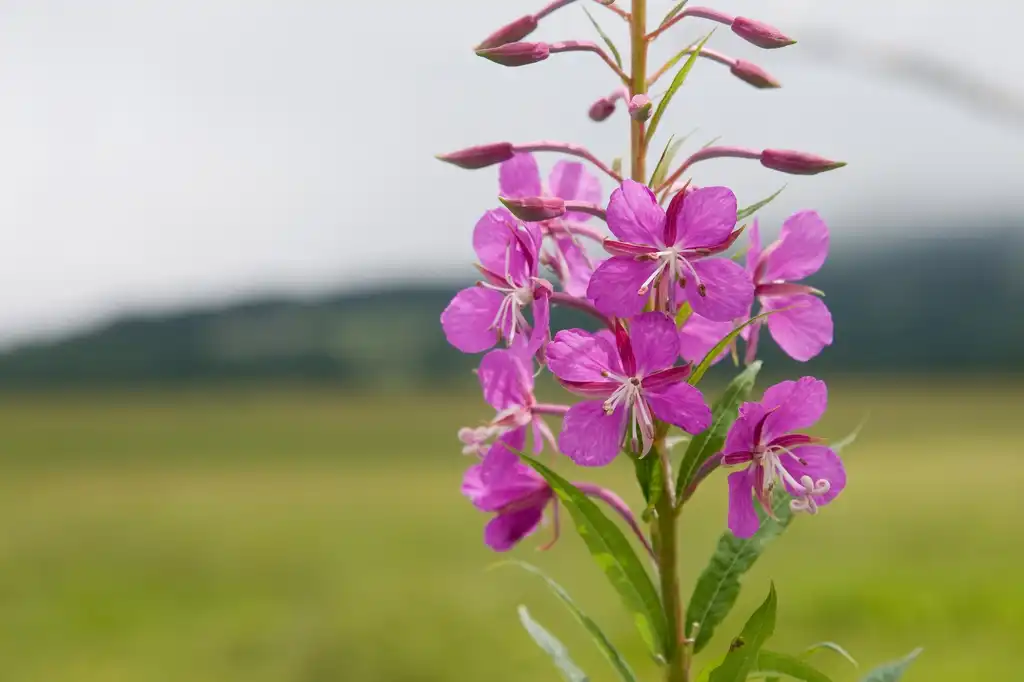 Foto de Epilobium angustifolium (Epilobium angustifoliums)